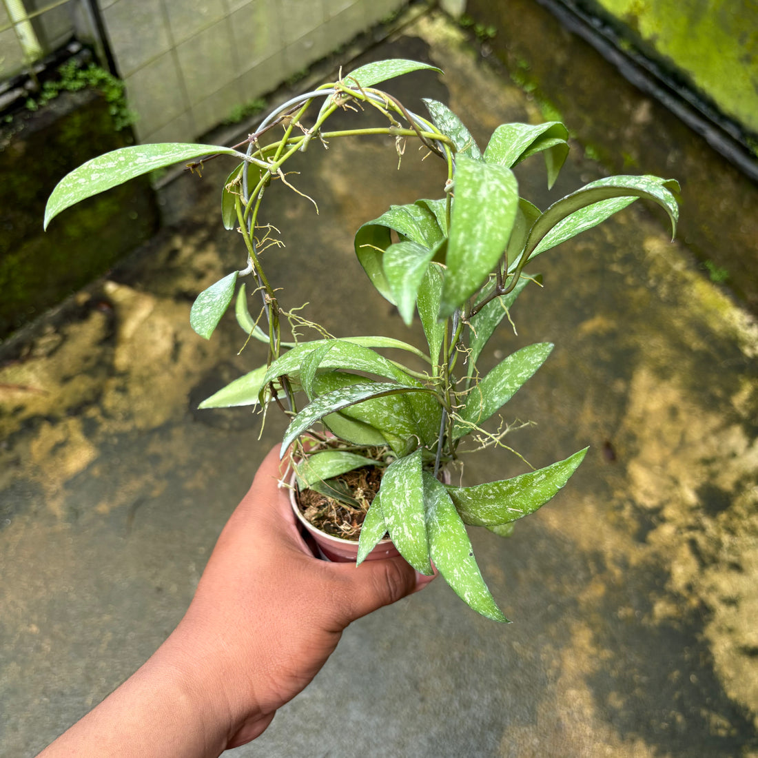 Hoya Lucyae "Sierra Bullones"