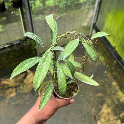 Hoya Lucyae "Sierra Bullones"