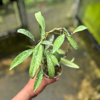 Hoya Lucyae "Sierra Bullones"