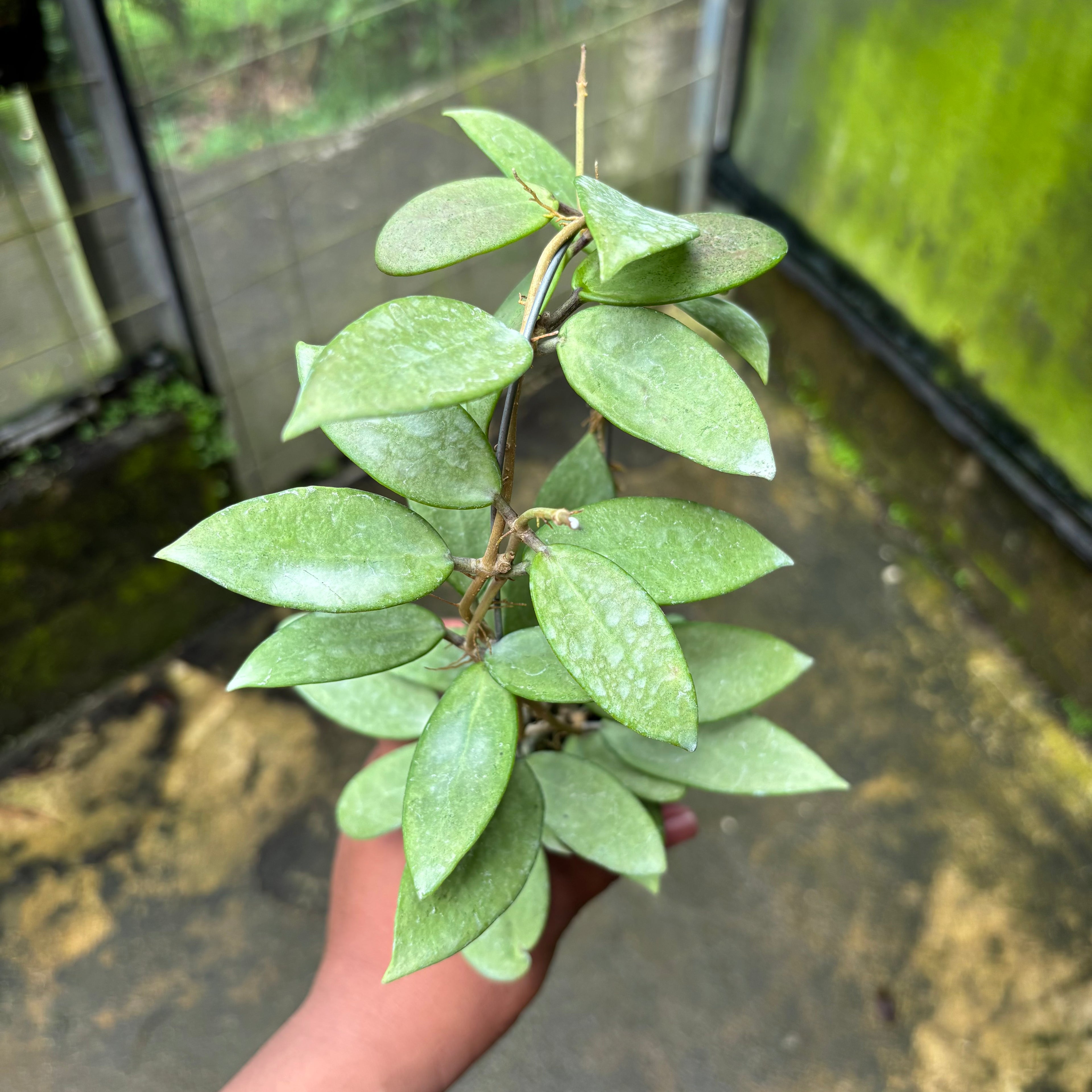 Hoya Silver Lady