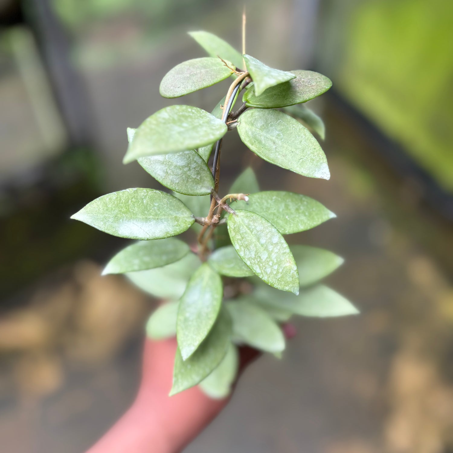 Hoya Silver Lady