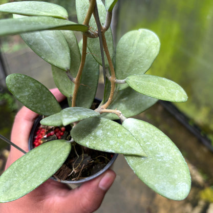 Hoya Silver Lady