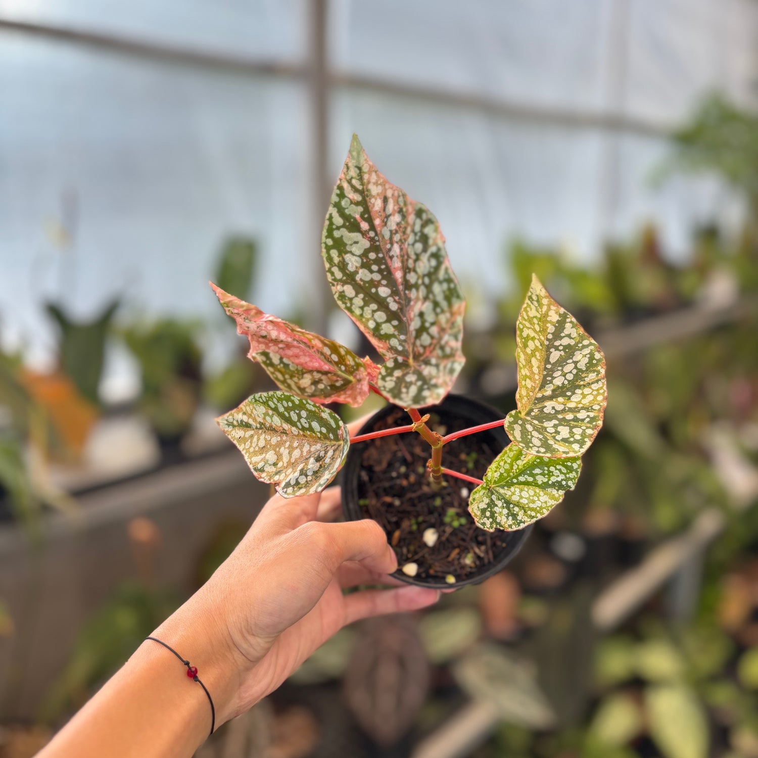 RP91-9 Begonia Snow Capped Variegated