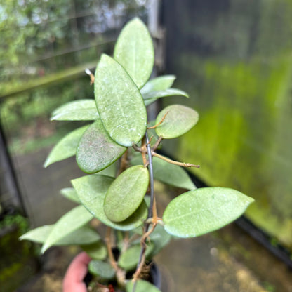 Hoya Silver Lady