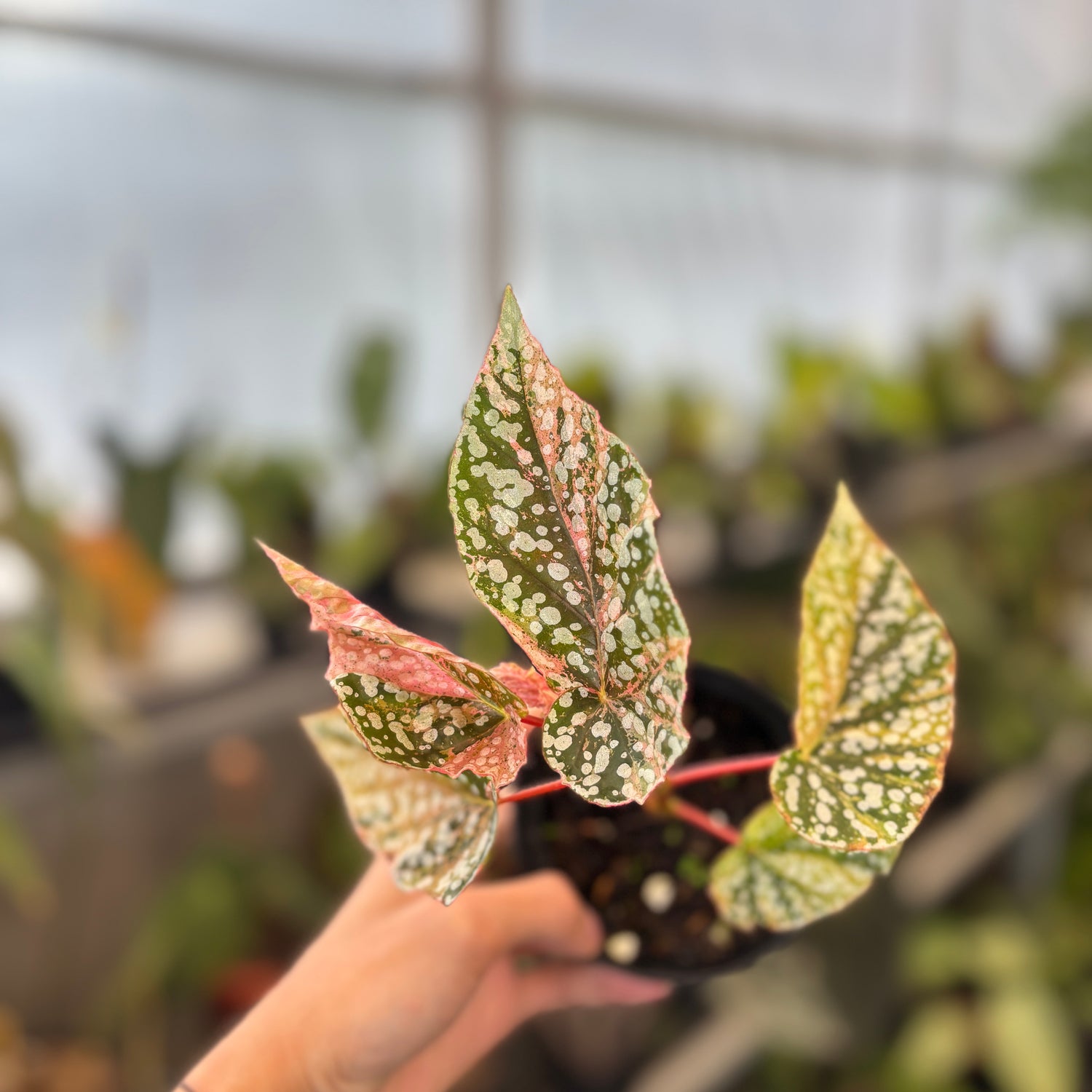 RP91-9 Begonia Snow Capped Variegated