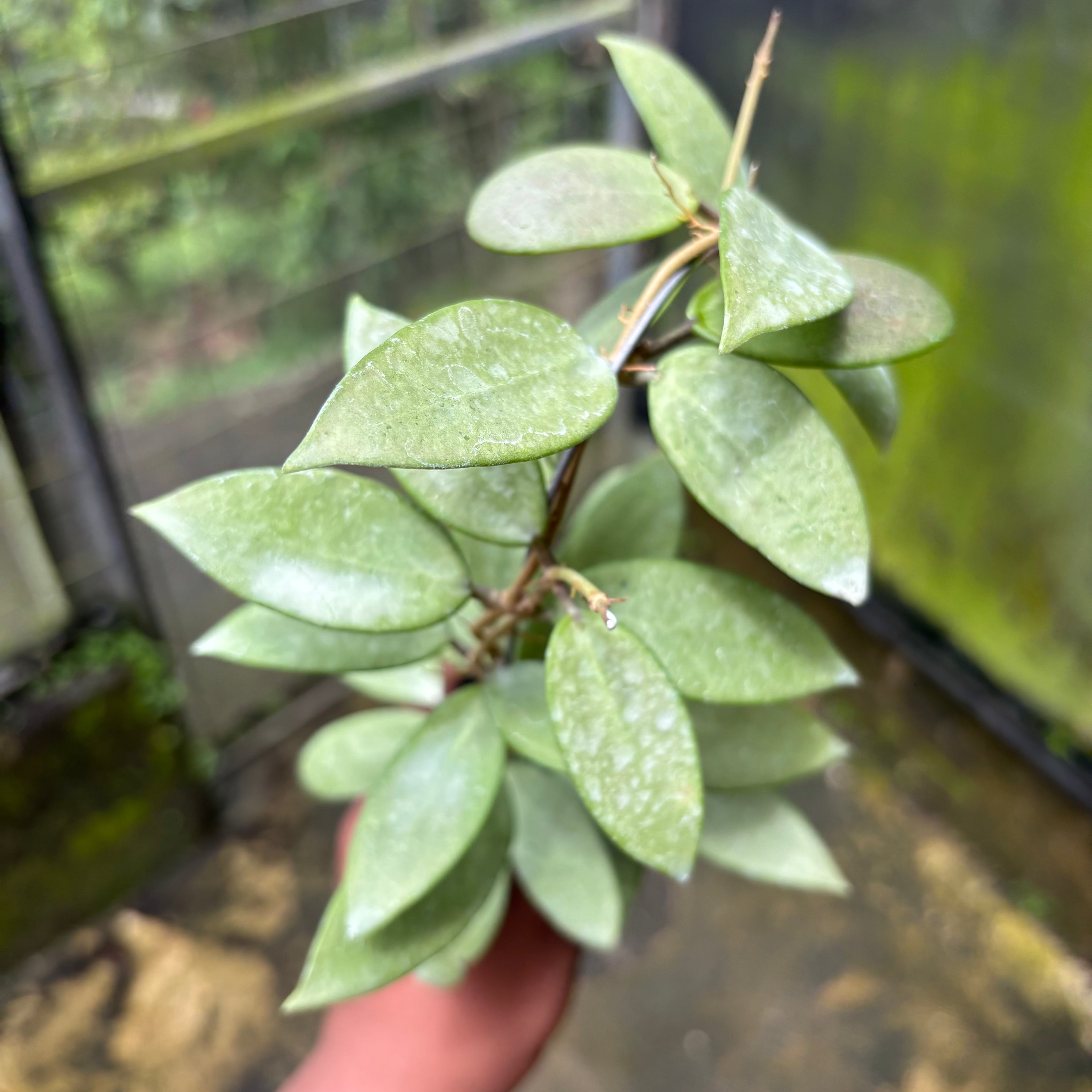 Hoya Silver Lady