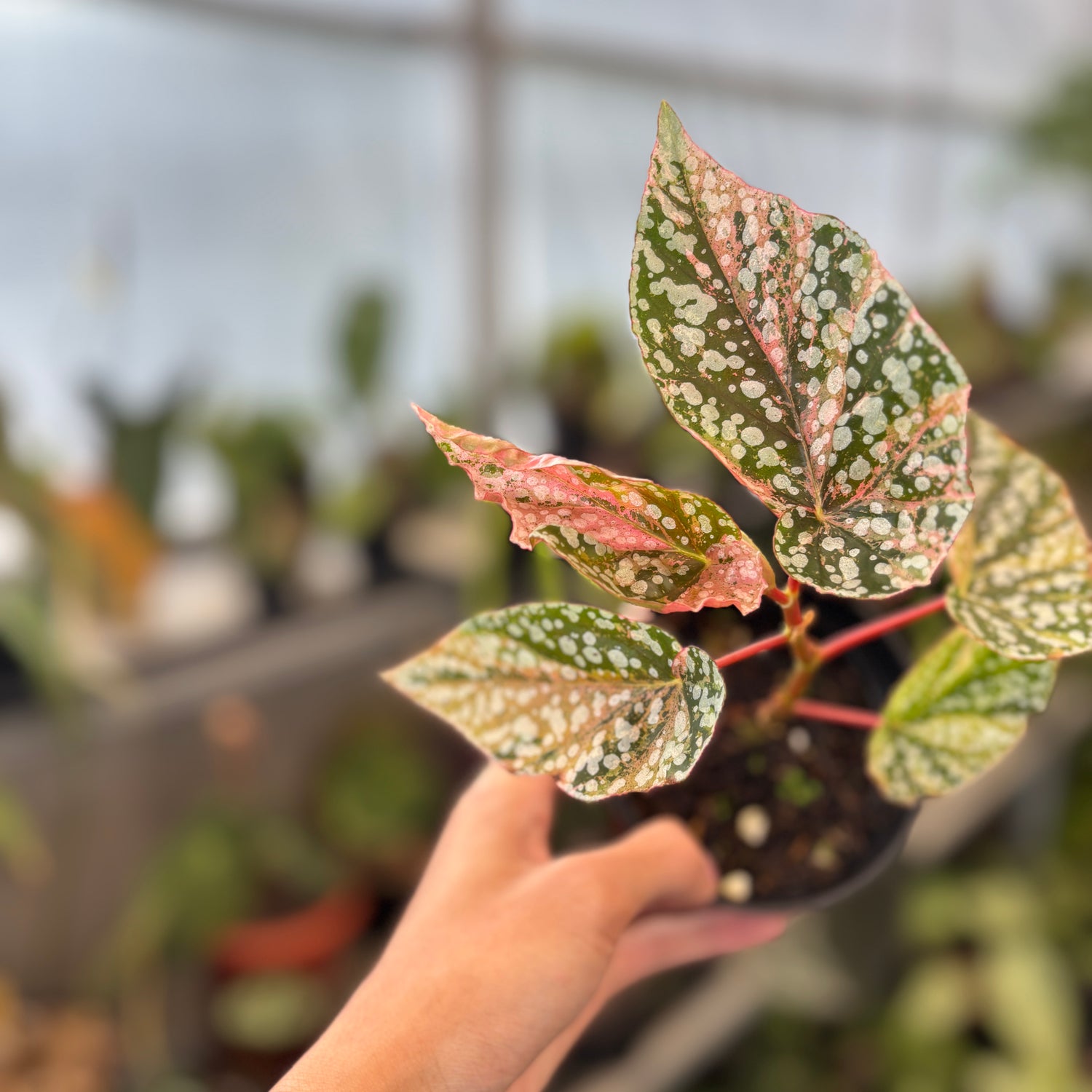 RP91-9 Begonia Snow Capped Variegated