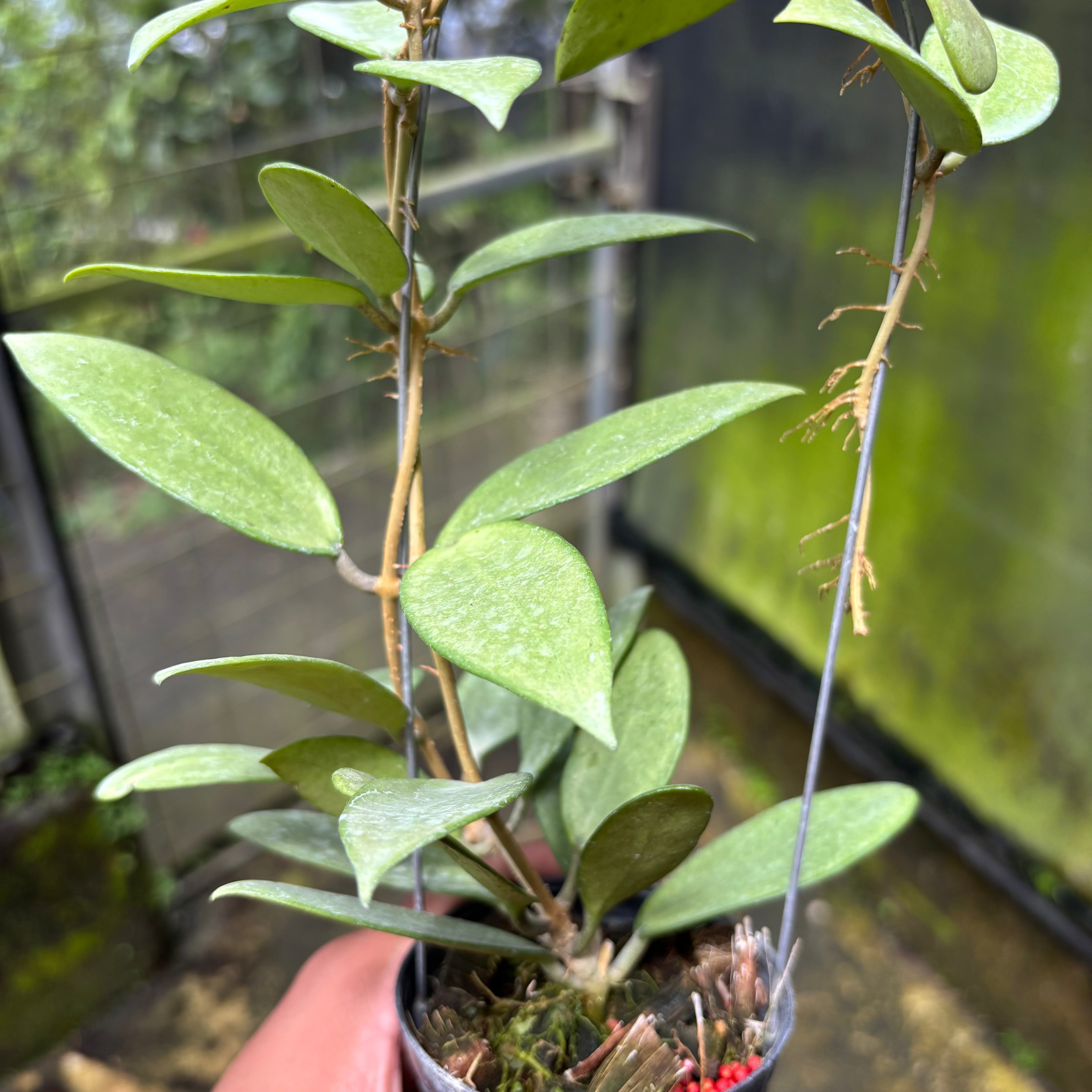 Hoya Silver Lady