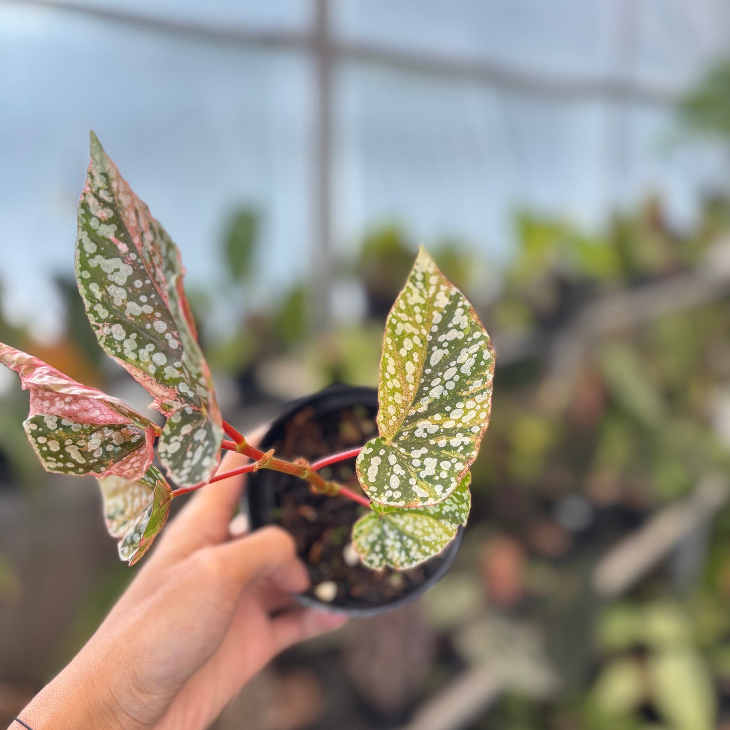 RP91-9 Begonia Snow Capped Variegated