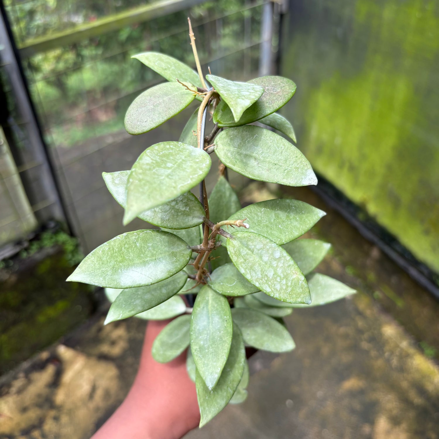 Hoya Silver Lady