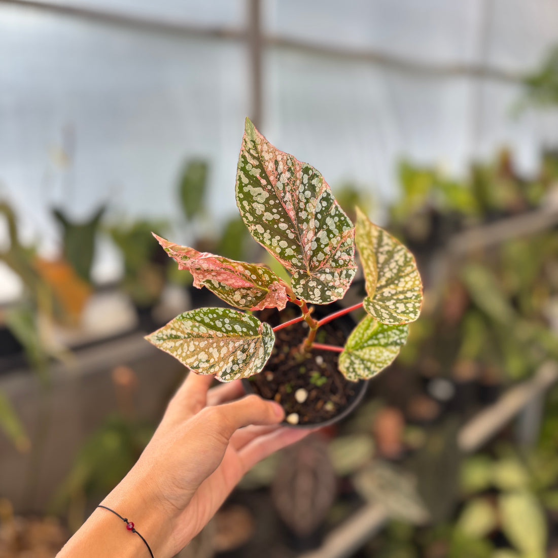 RP91-9 Begonia Snow Capped Variegated