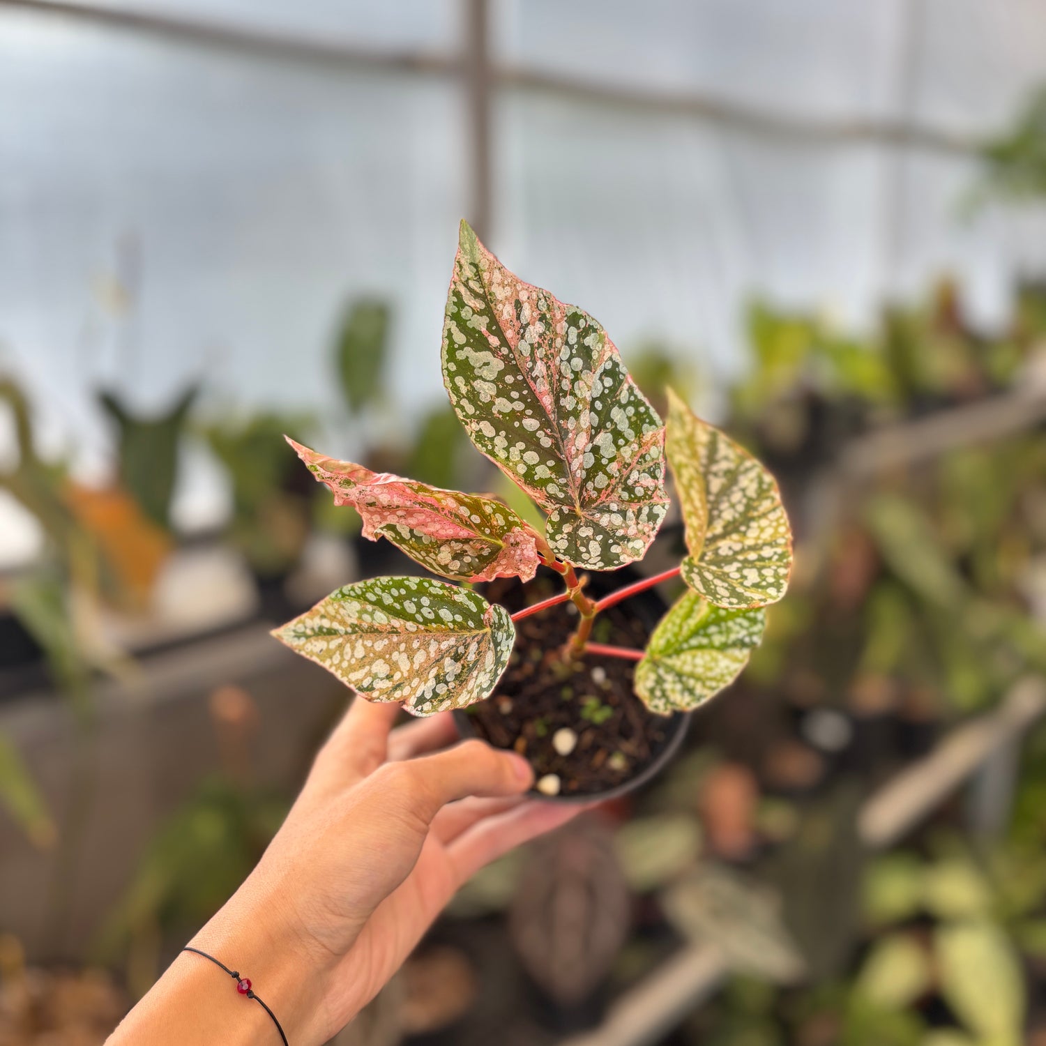 RP91-9 Begonia Snow Capped Variegated