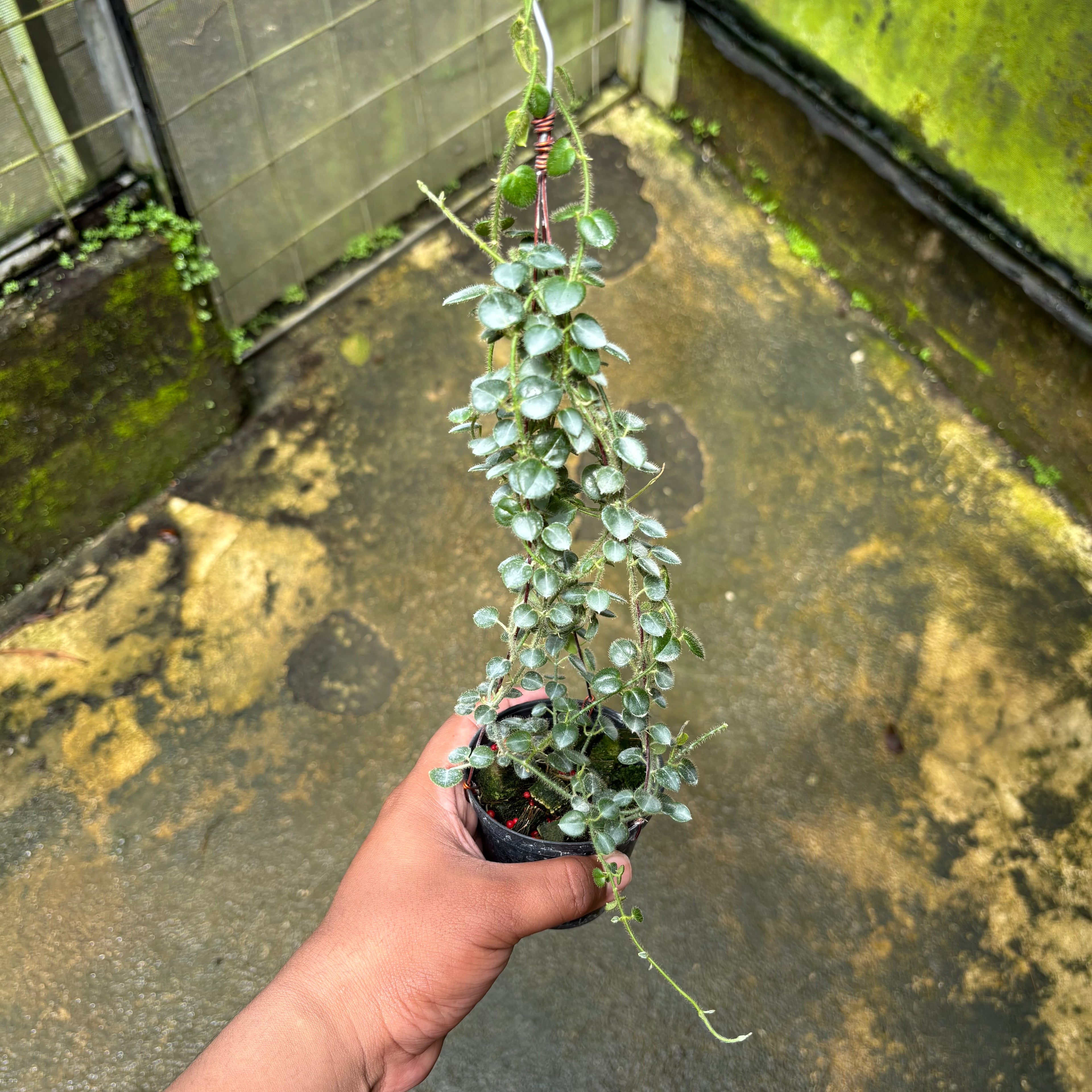 Hoya Papuahoya SP Papua "MVN-399"