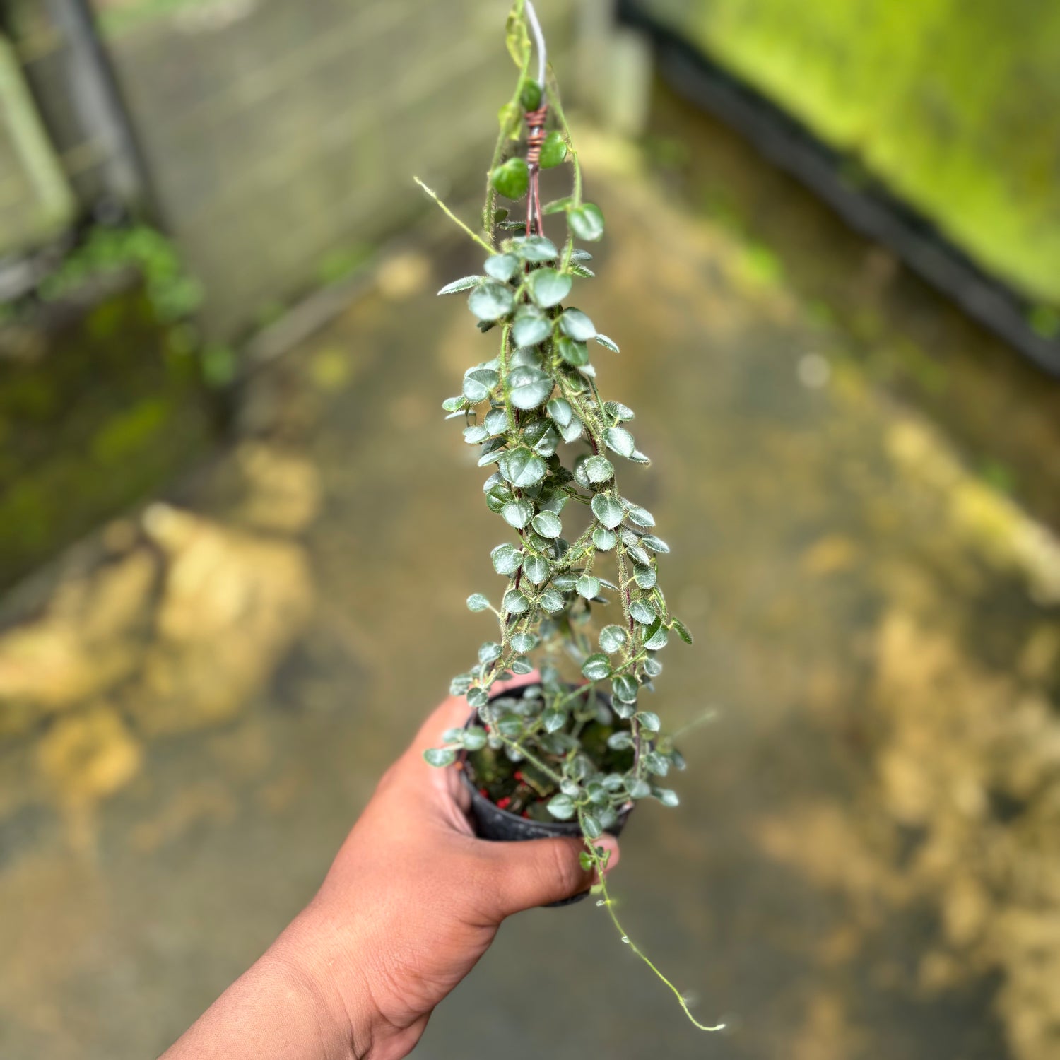 Hoya Papuahoya SP Papua "MVN-399"
