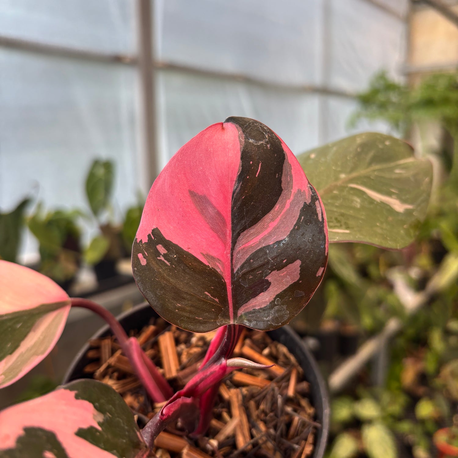 RP92-9	Philodendron White Knight Mutation Pink Variegated