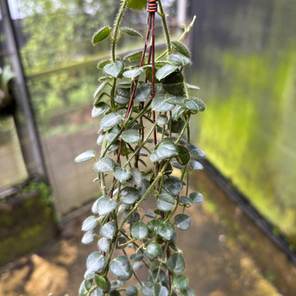 Hoya Papuahoya SP Papua "MVN-399"