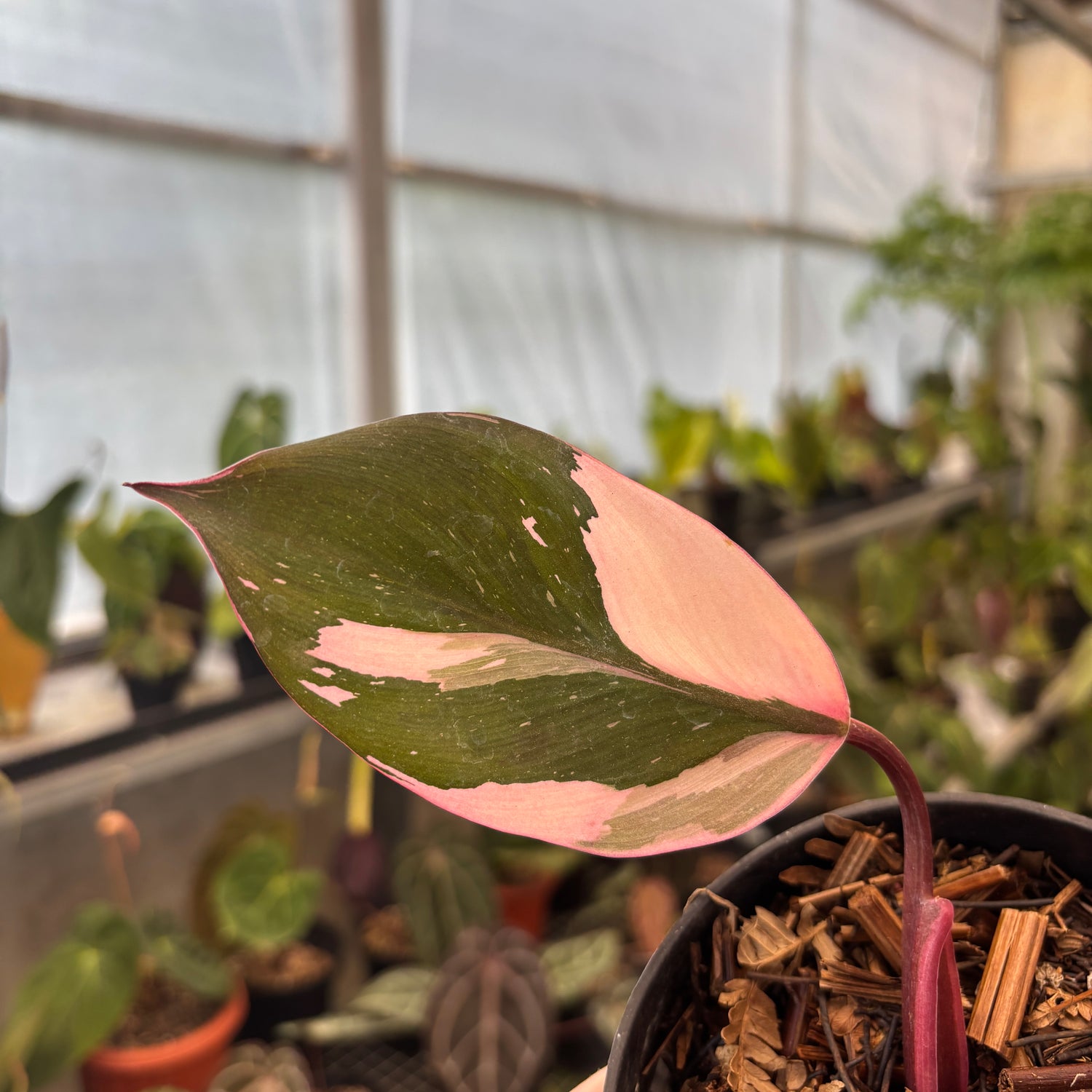 RP92-9	Philodendron White Knight Mutation Pink Variegated