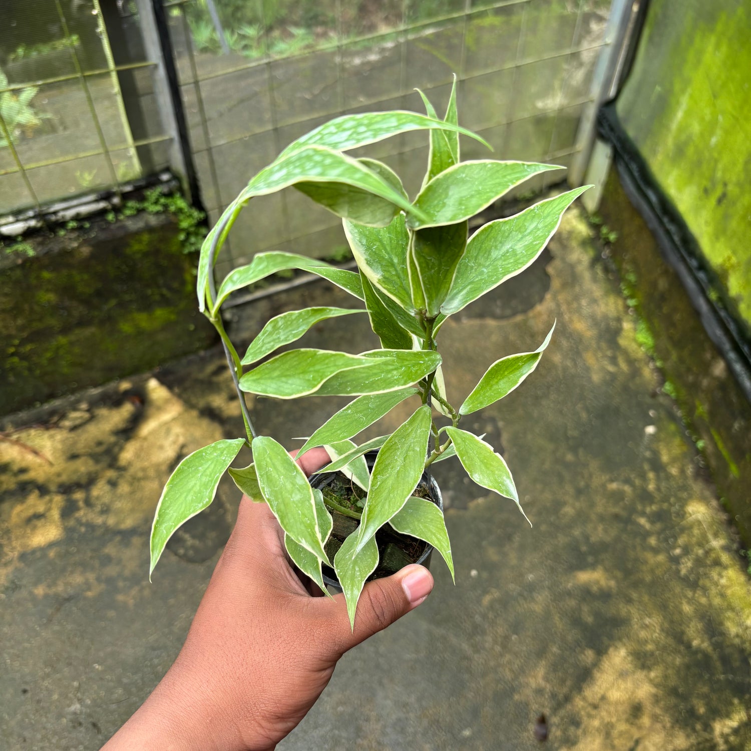Hoya Polyneura Albo