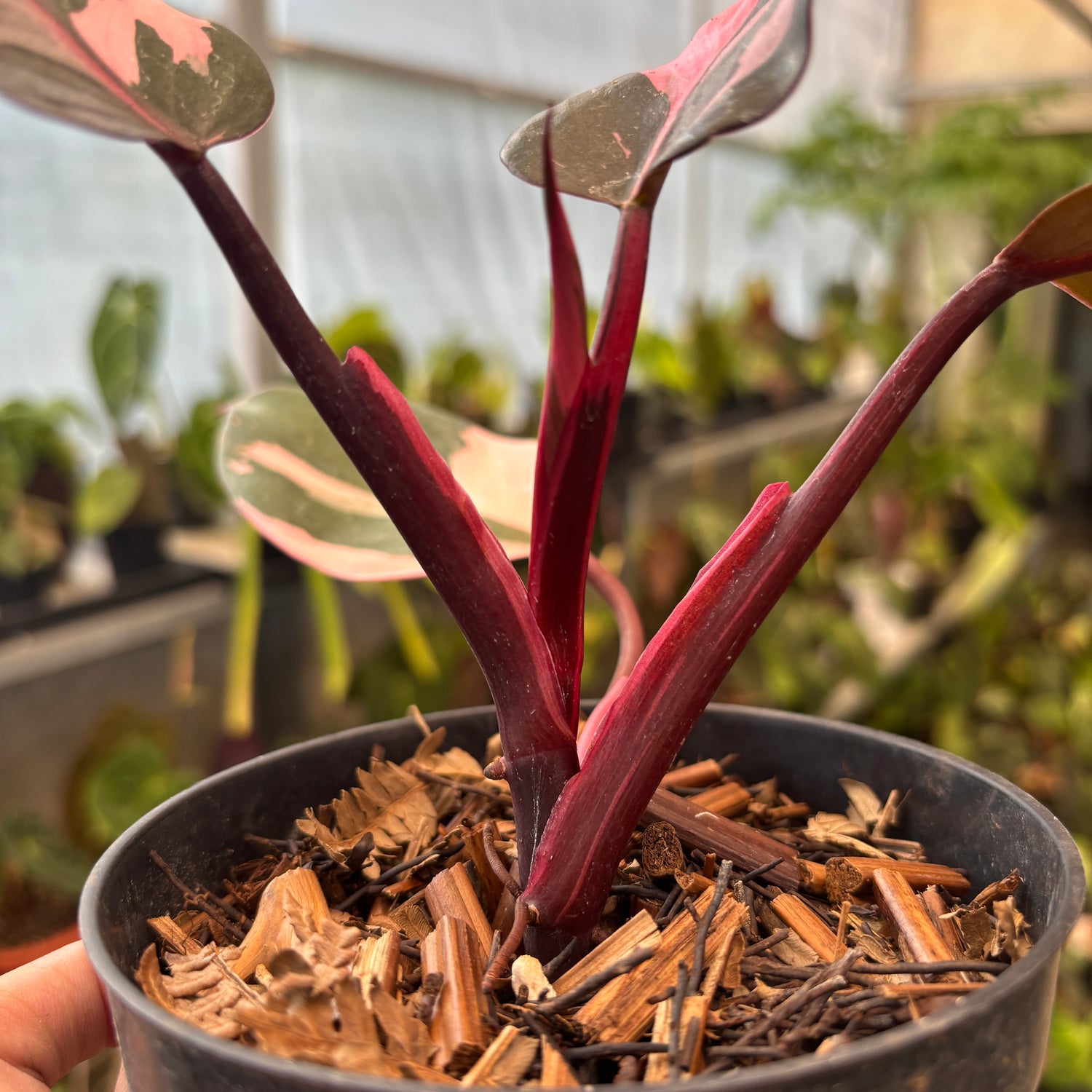 RP92-9	Philodendron White Knight Mutation Pink Variegated