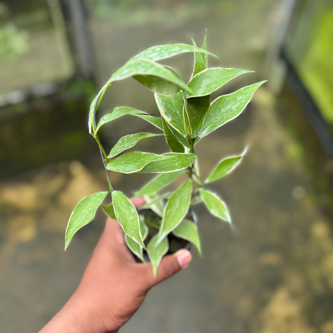 Hoya Polyneura Albo