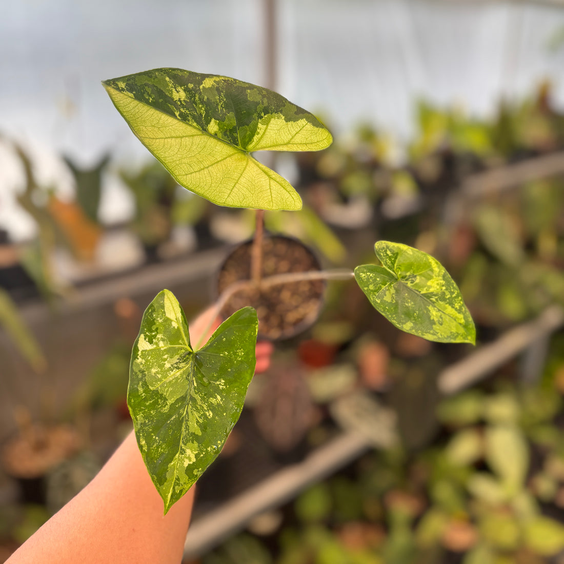 RP90-9	Alocasia Flemingiana Variegated