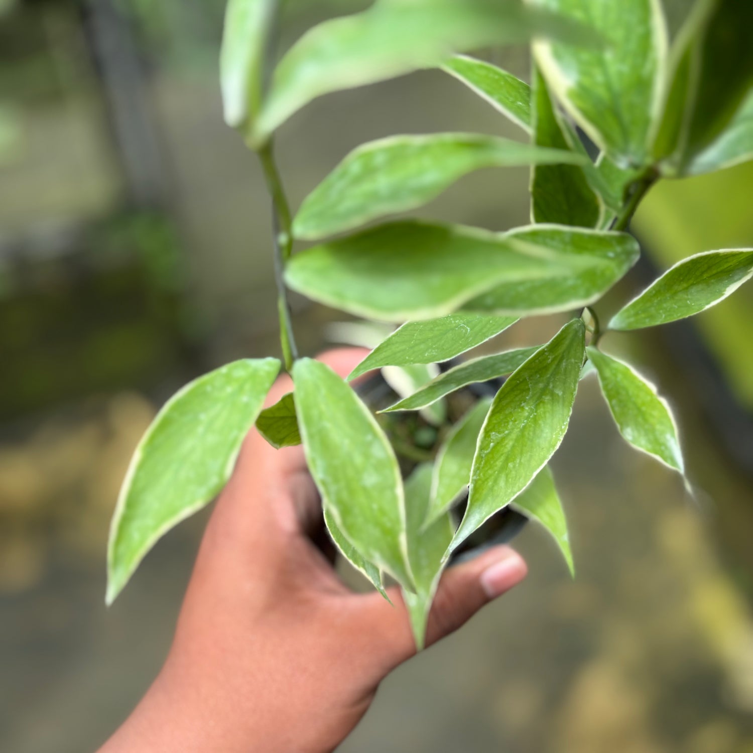 Hoya Polyneura Albo