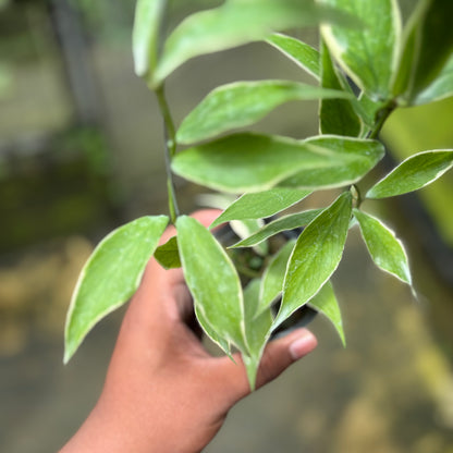 Hoya Polyneura Albo