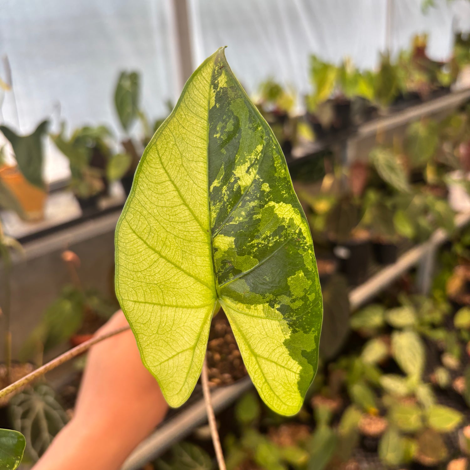 RP90-9	Alocasia Flemingiana Variegated