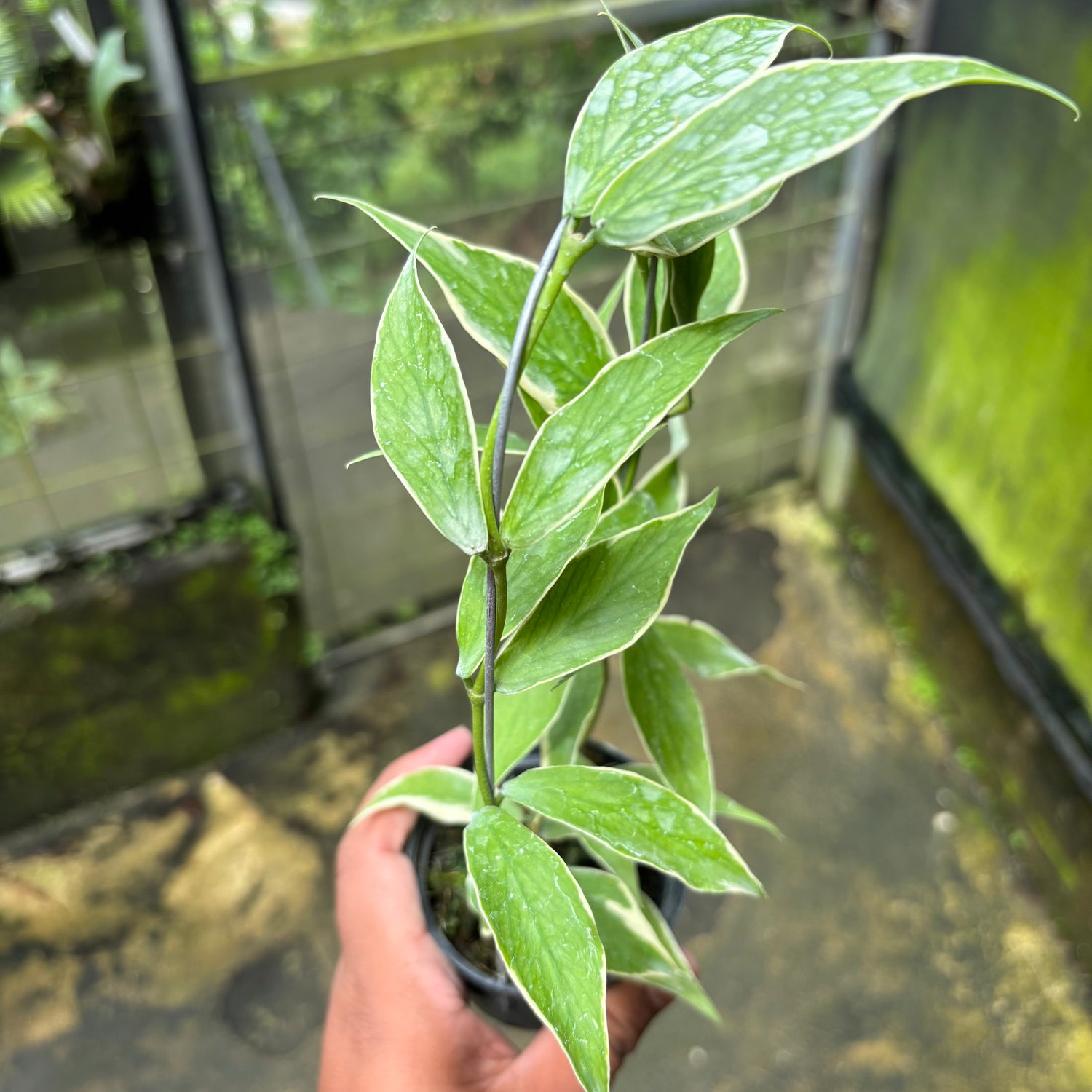 Hoya Polyneura Albo