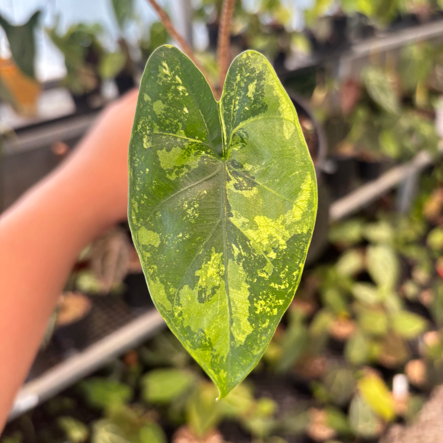 RP90-9	Alocasia Flemingiana Variegated
