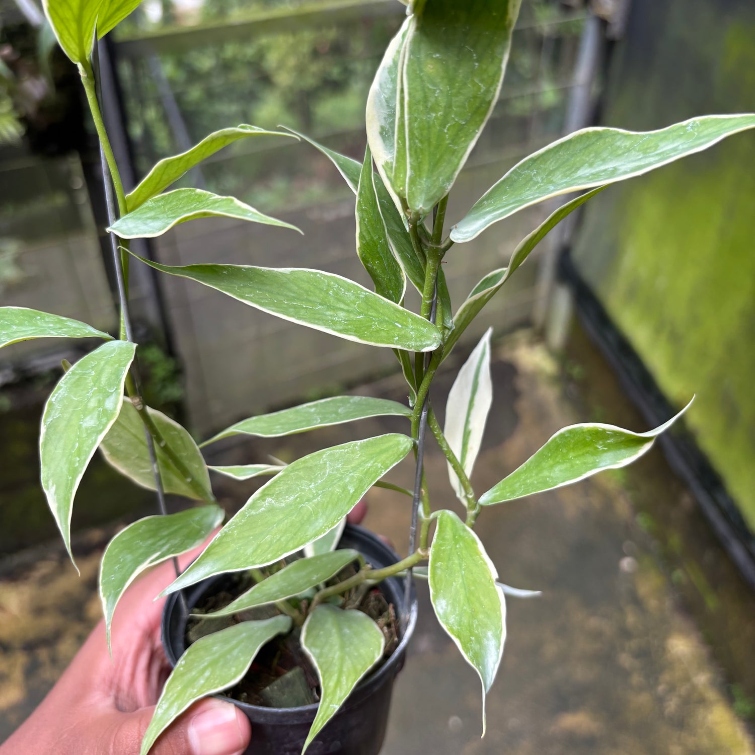 Hoya Polyneura Albo