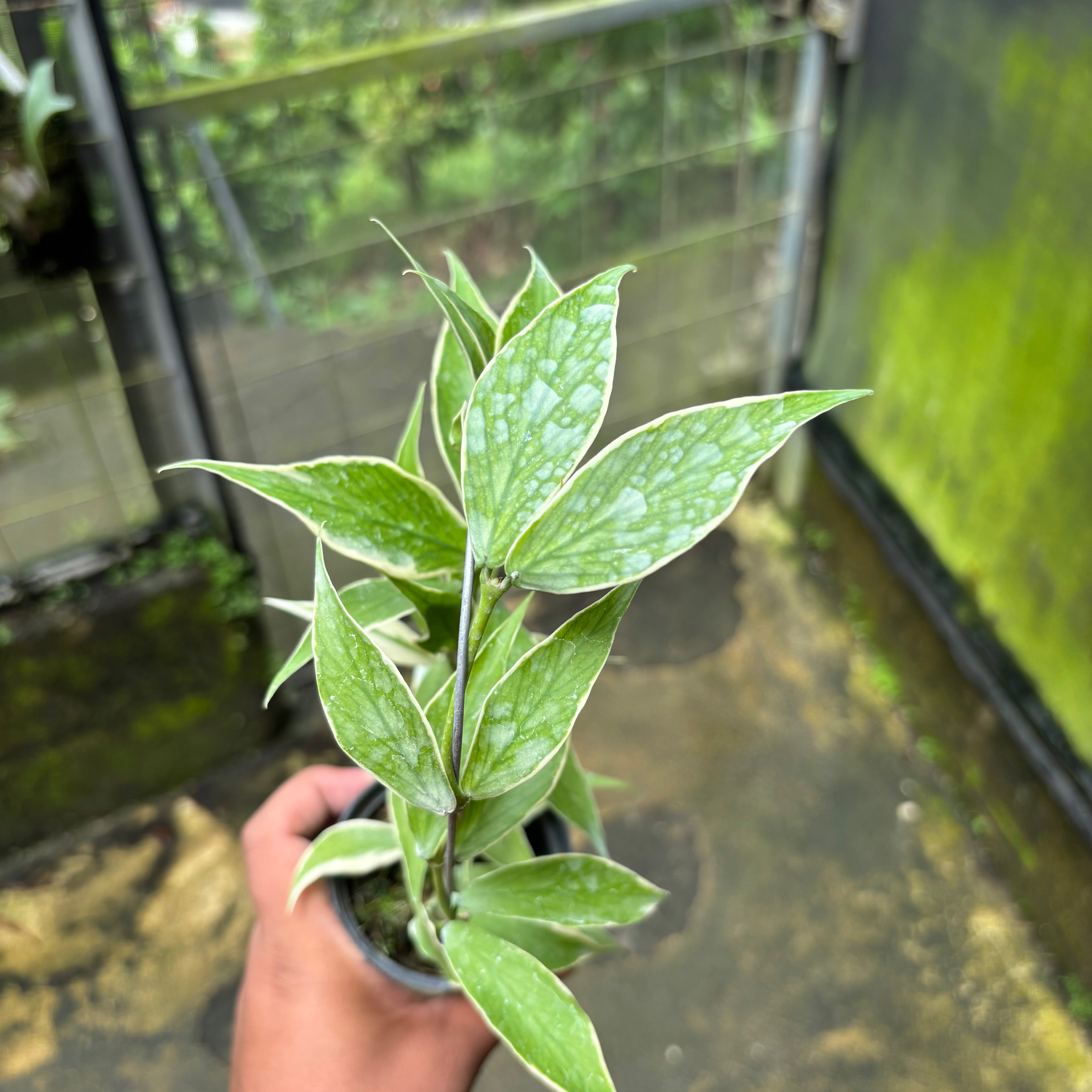 Hoya Polyneura Albo