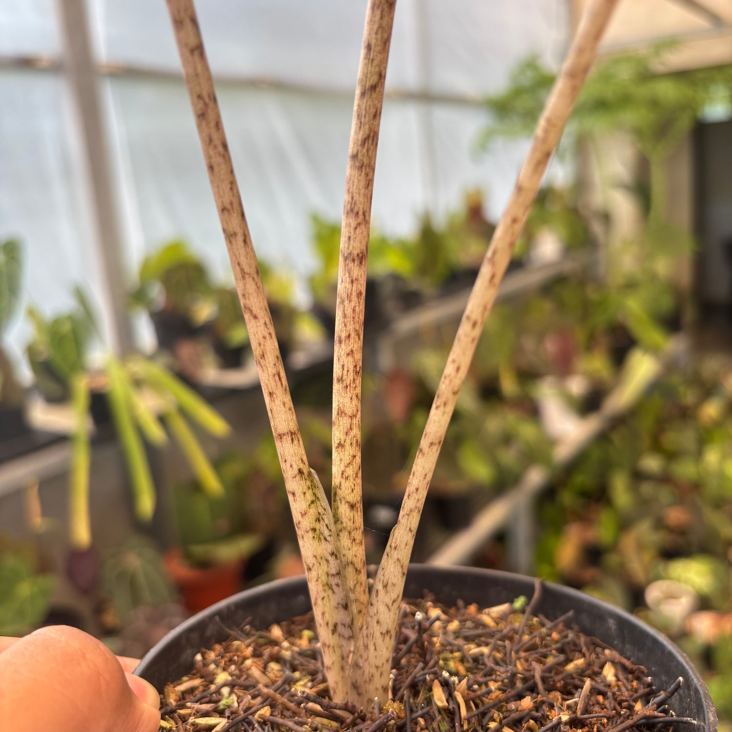 RP90-9	Alocasia Flemingiana Variegated