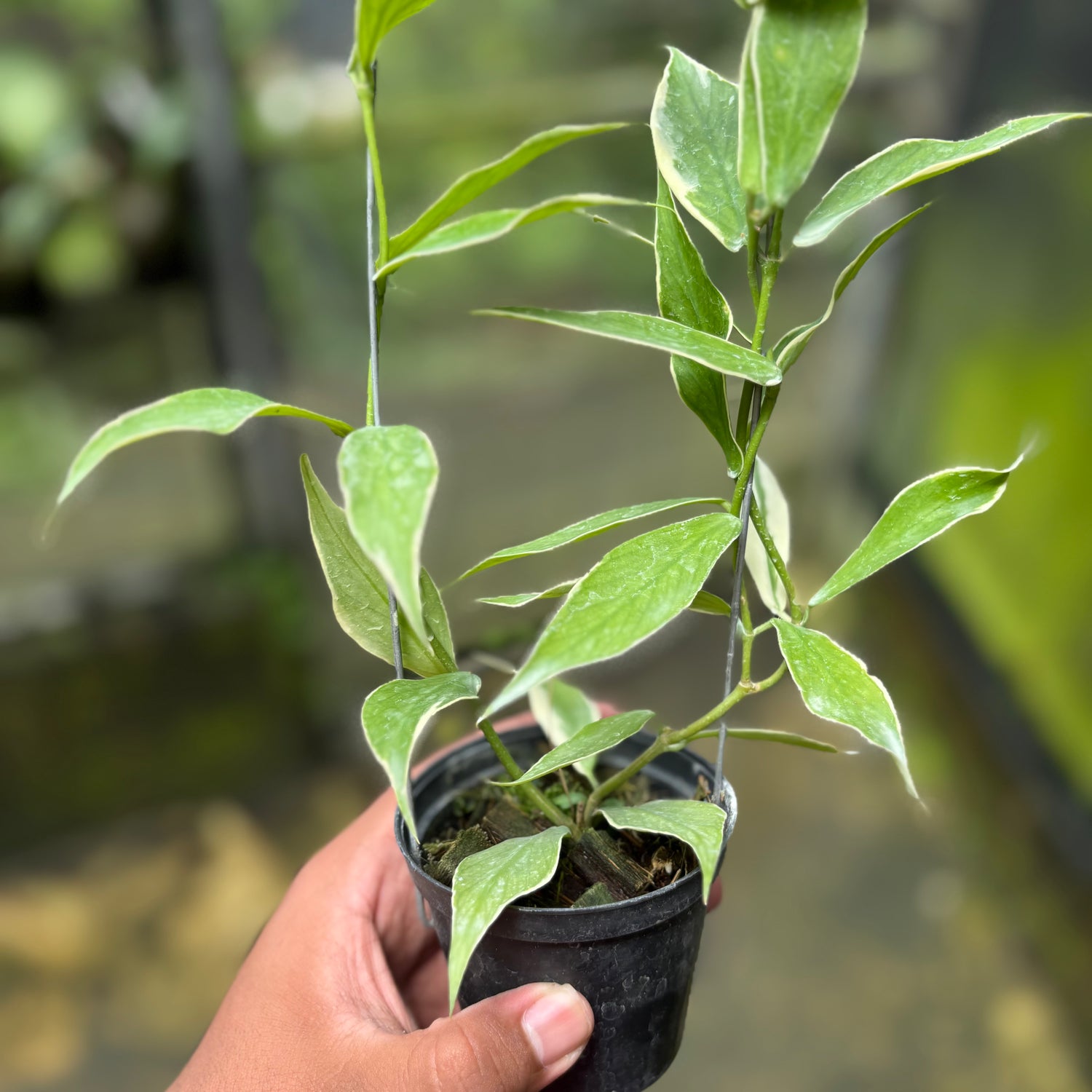 Hoya Polyneura Albo
