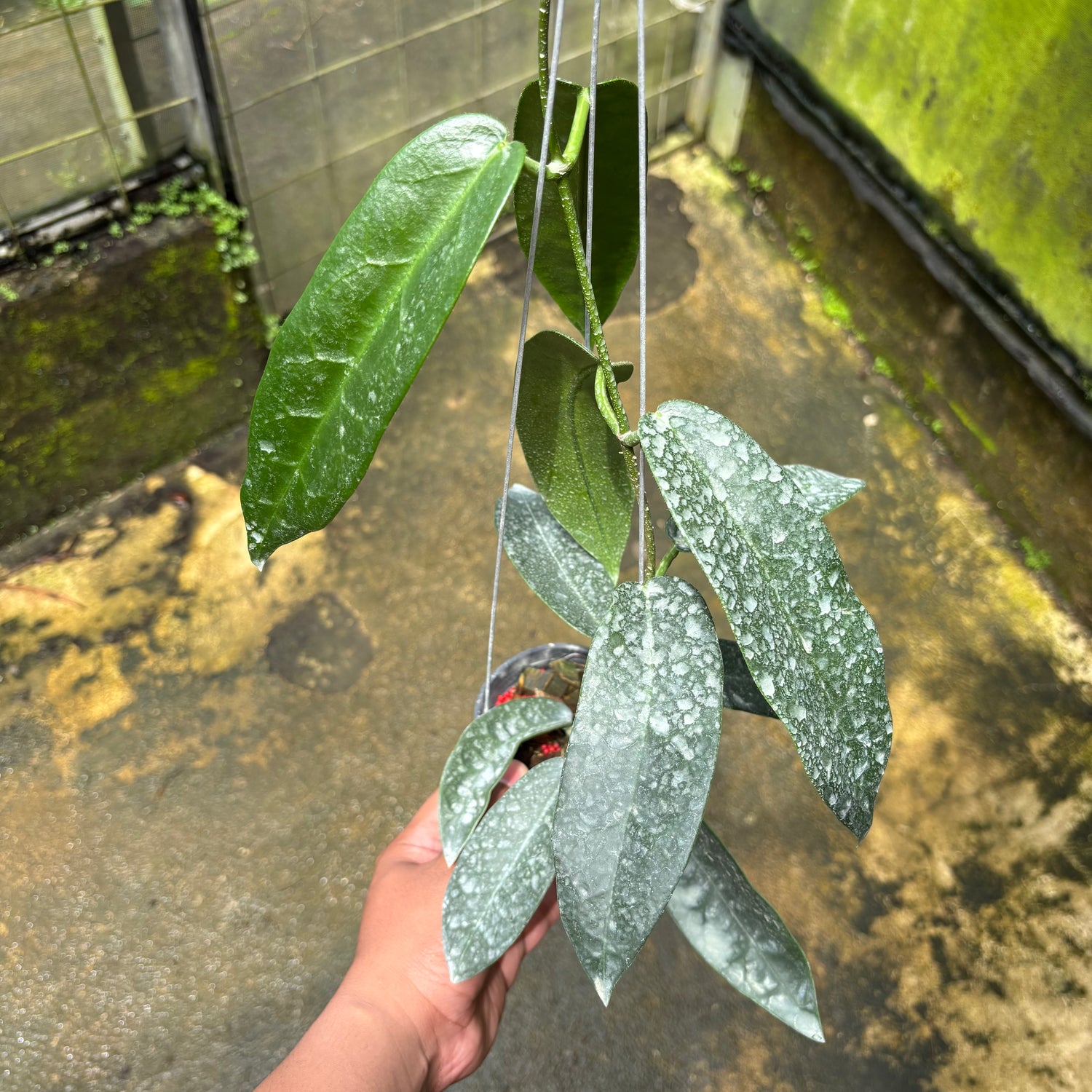 Hoya Stenakei Dark