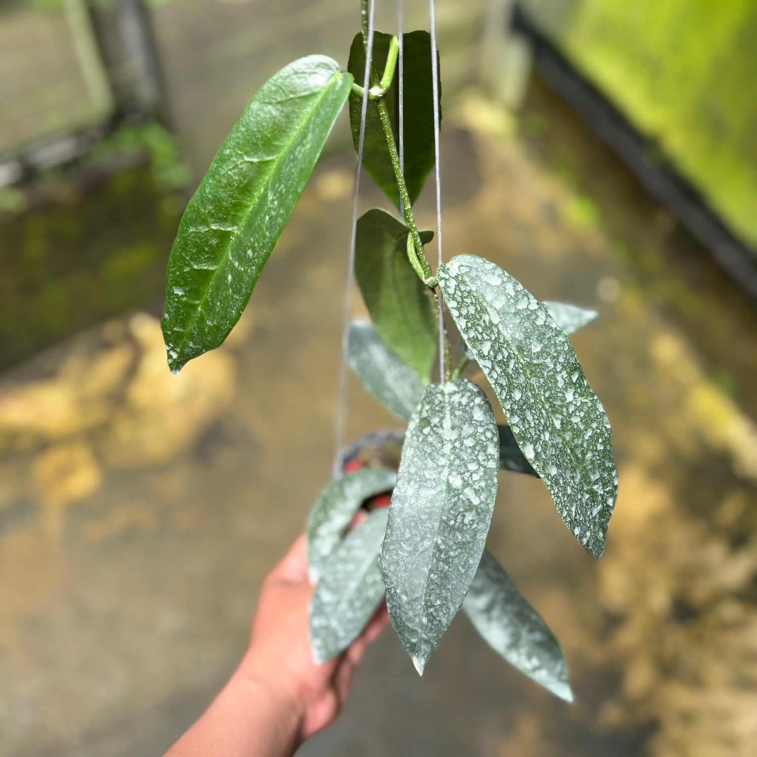 Hoya Stenakei Dark