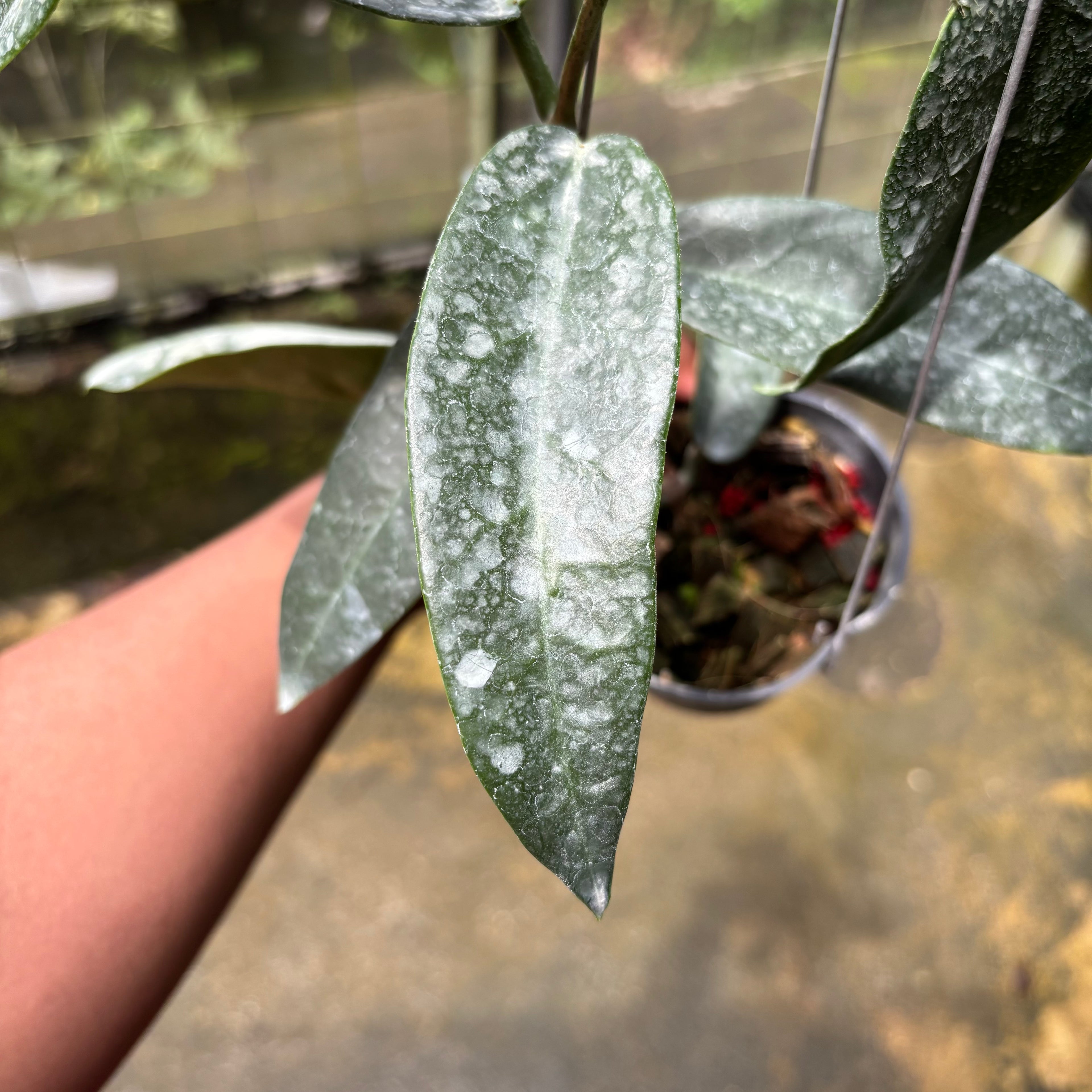 Hoya Stenakei Dark