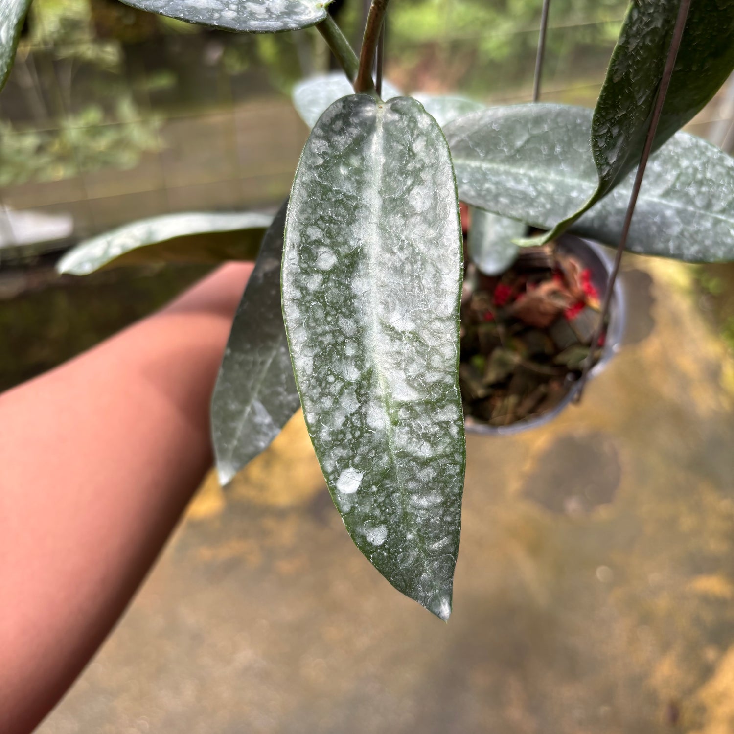 Hoya Stenakei Dark