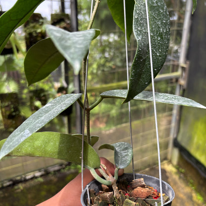 Hoya Stenakei Dark