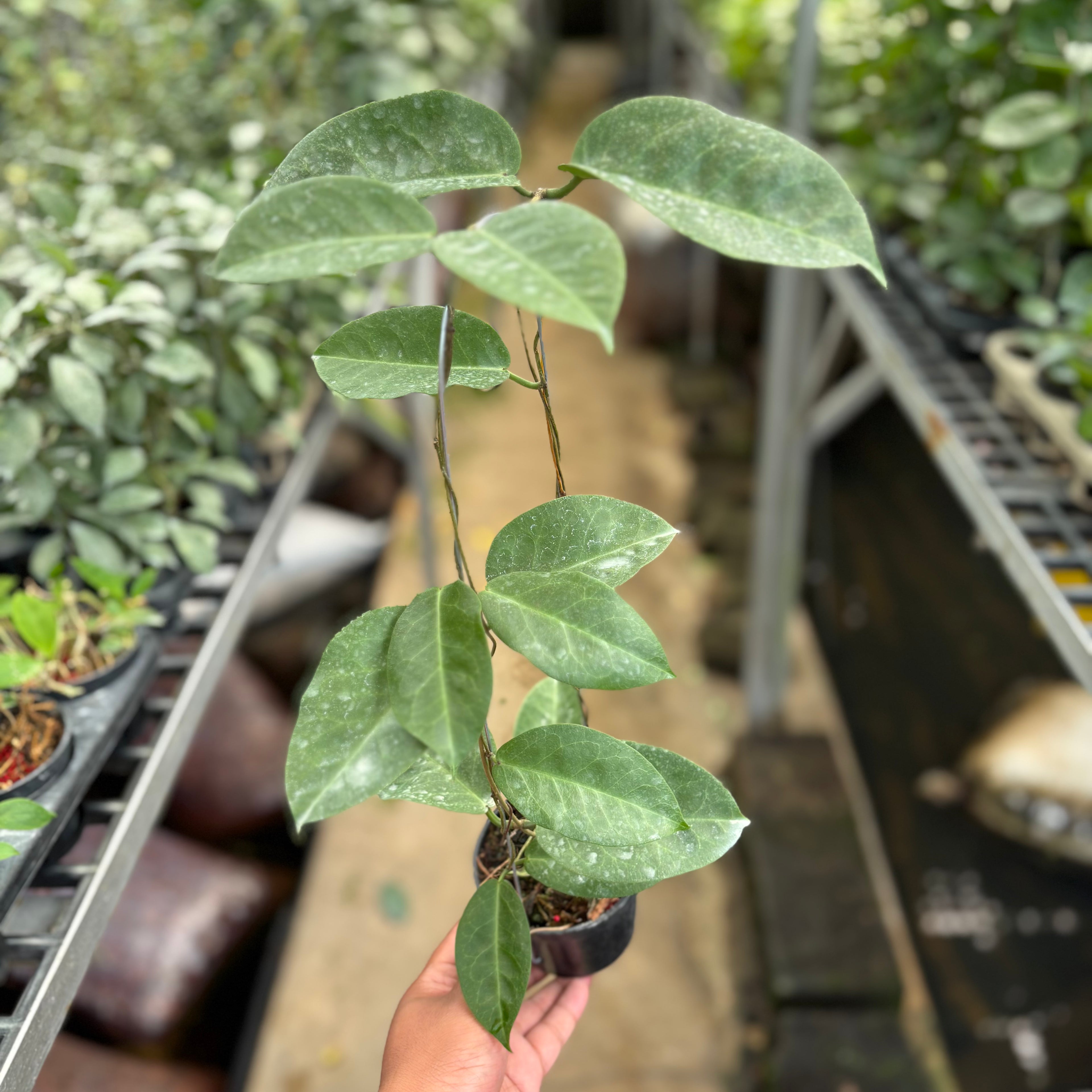 Hoya AFF Megalaster "VN-588"