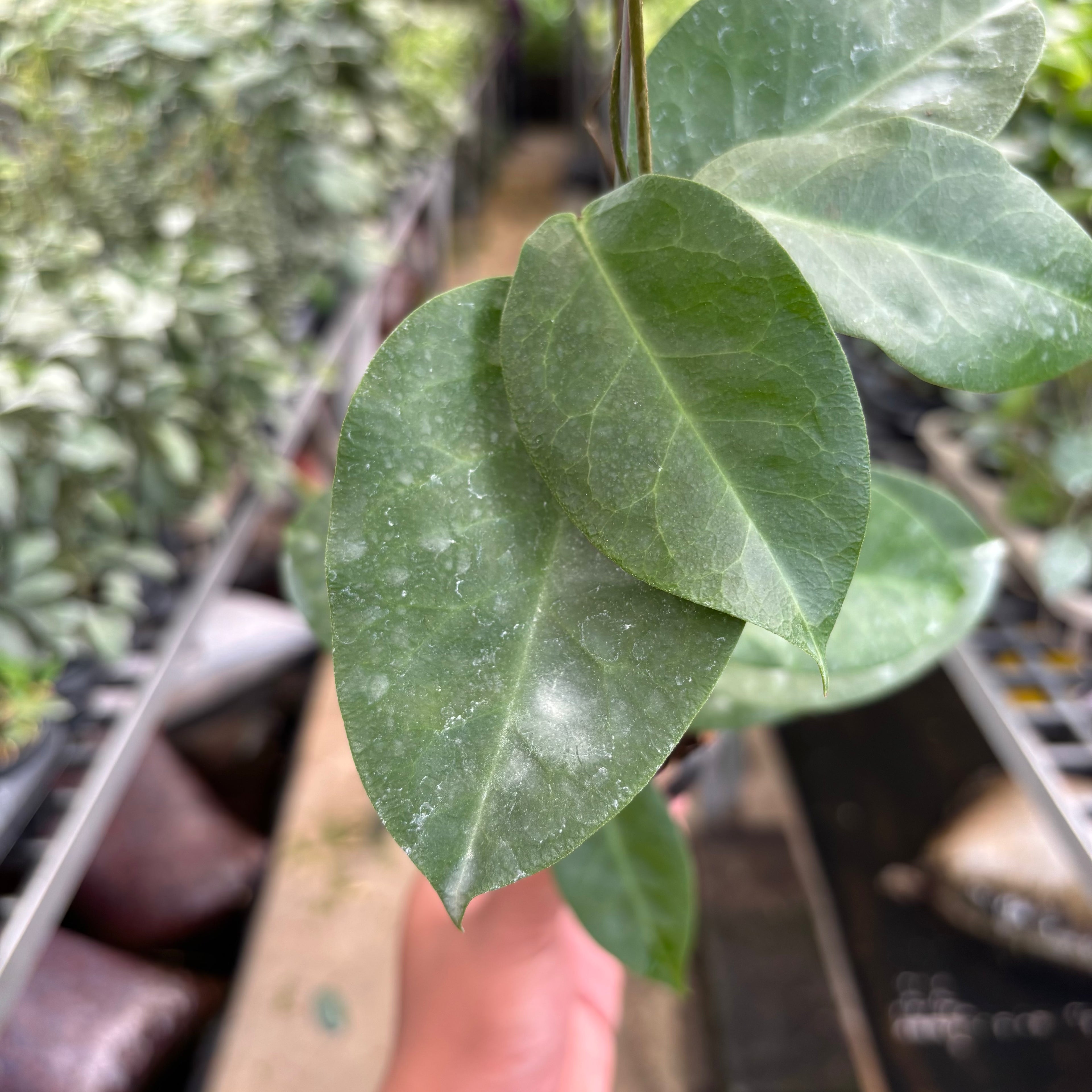 Hoya AFF Megalaster "VN-588"