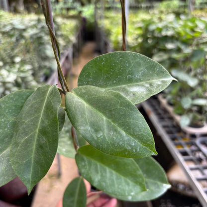 Hoya AFF Megalaster "VN-588"
