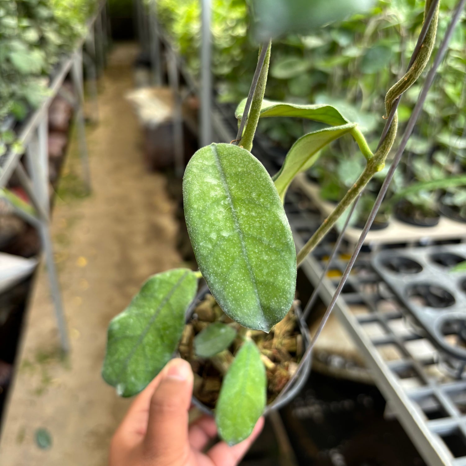 Hoya Villosa