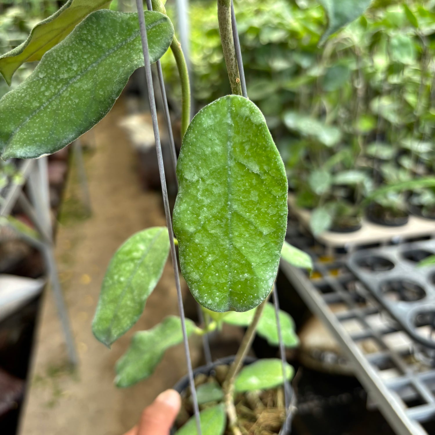 Hoya Villosa