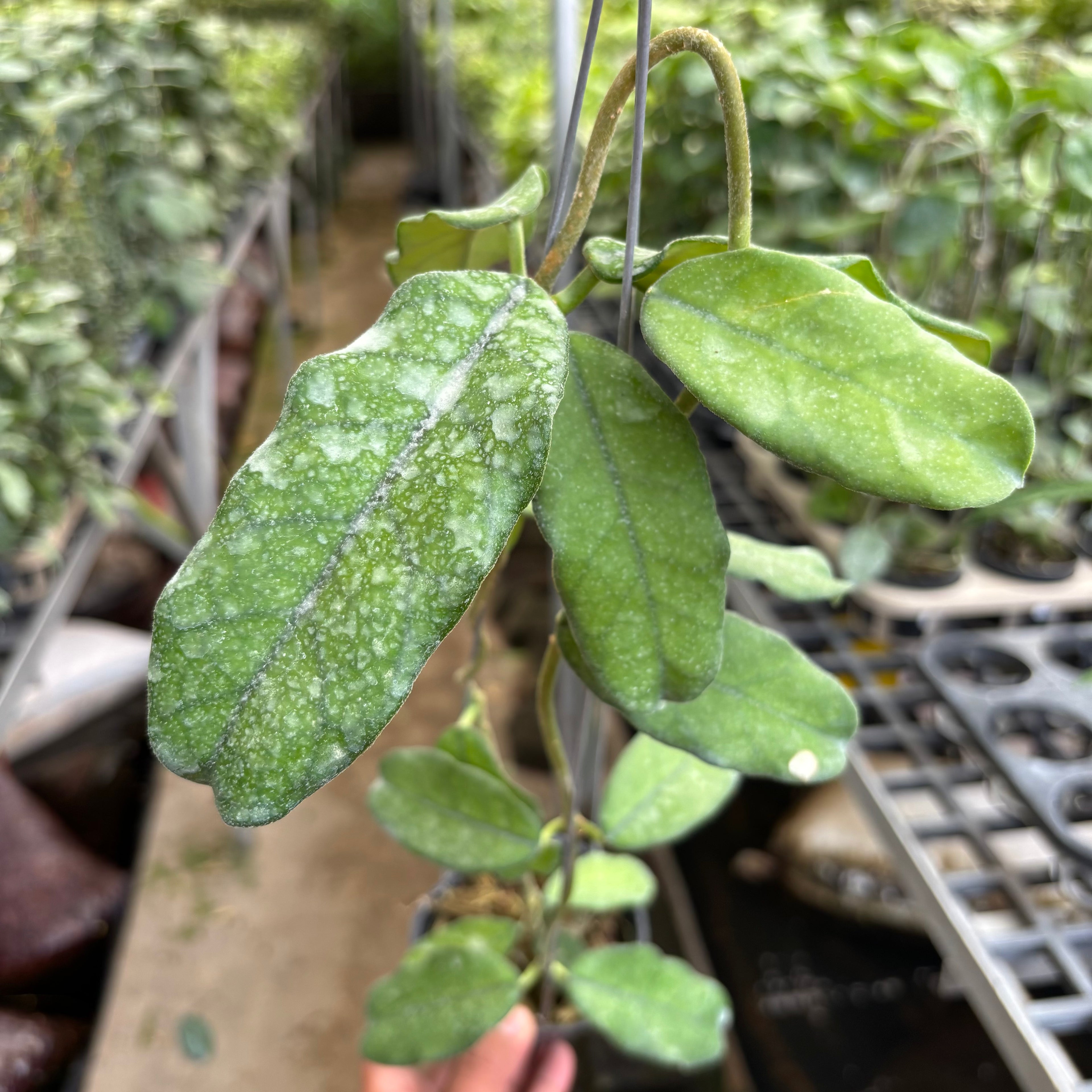 Hoya Villosa