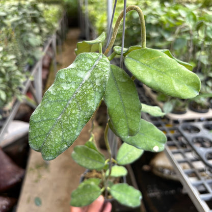 Hoya Villosa