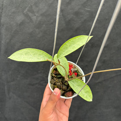 Hoya Potsii "Silver"