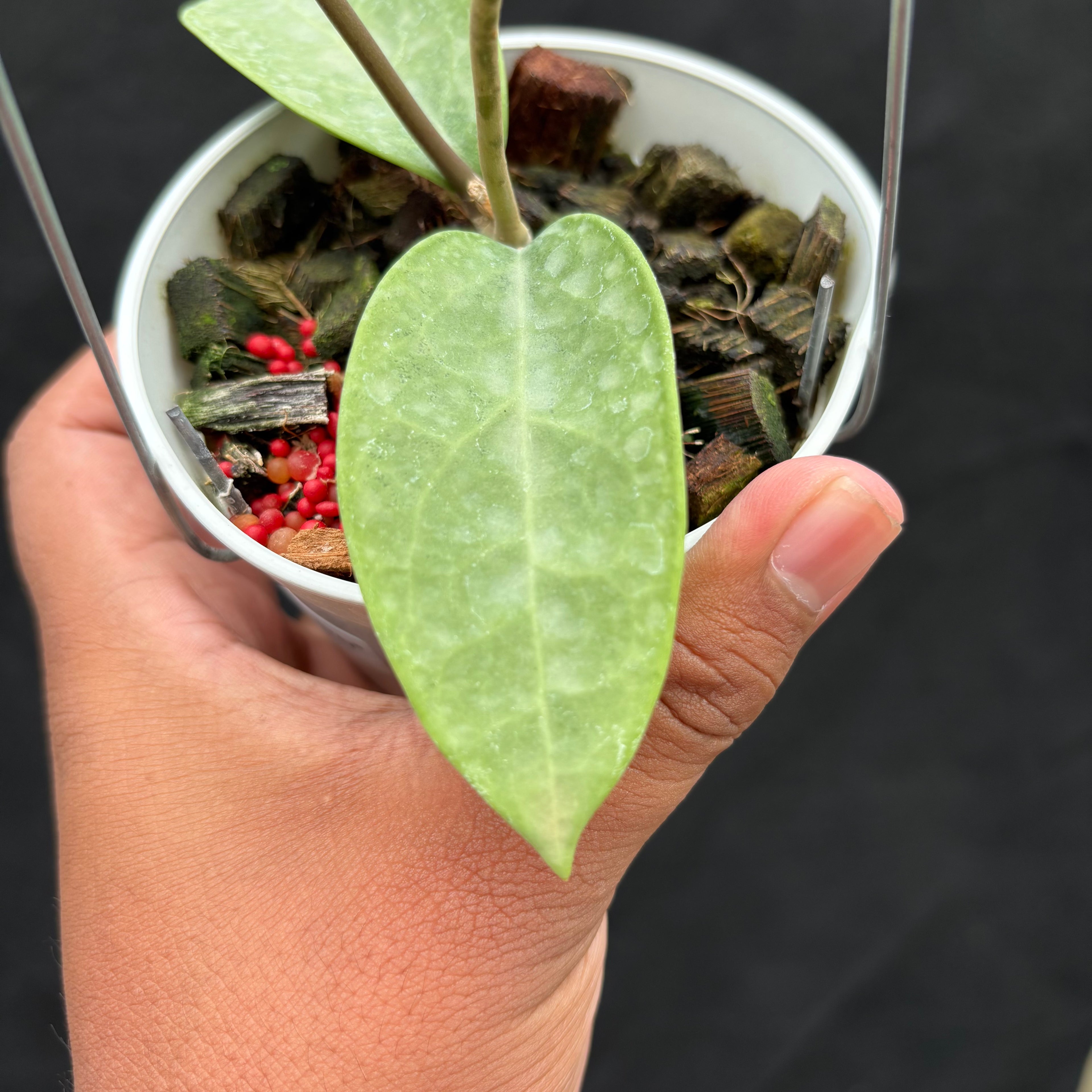 Hoya Potsii "Silver"
