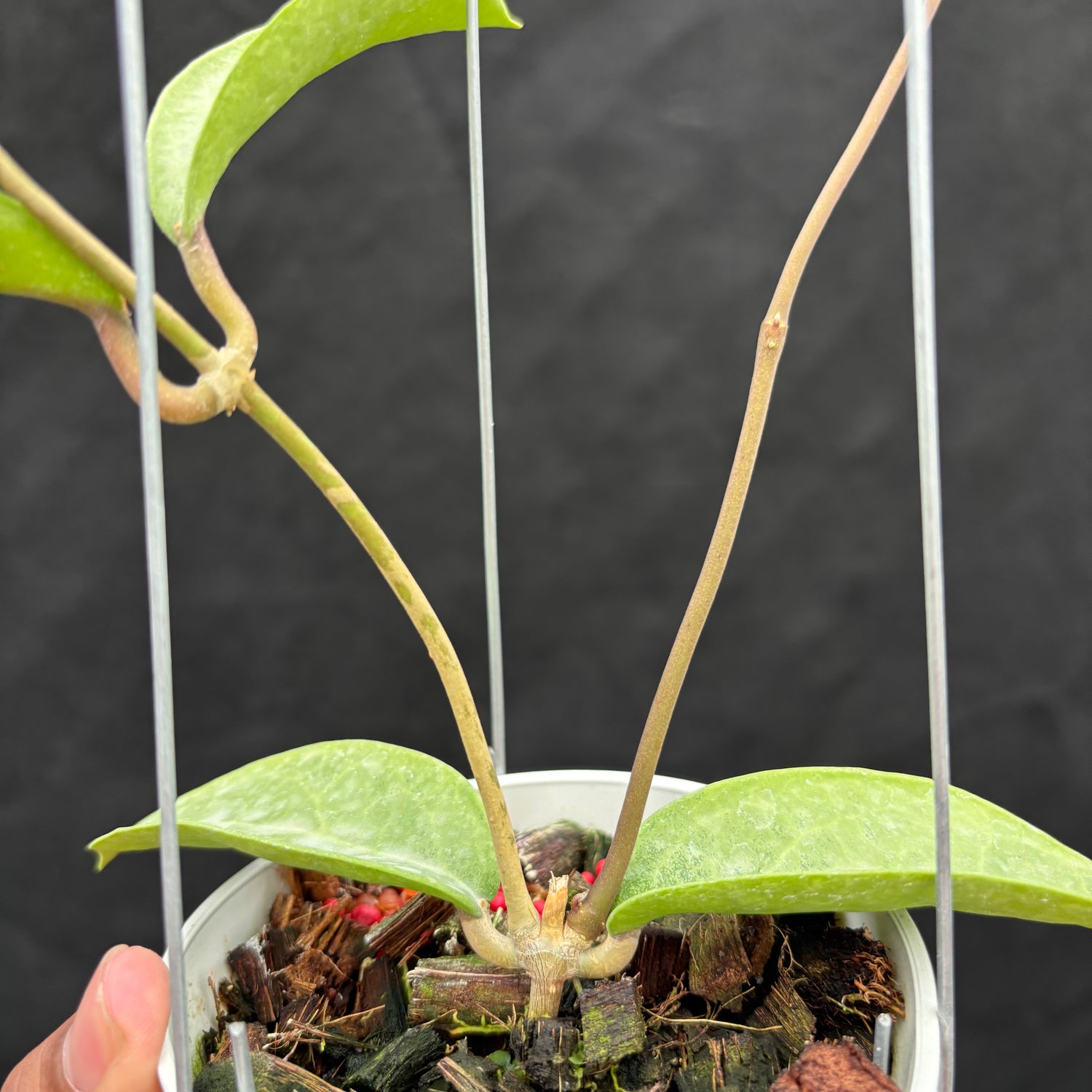 Hoya Potsii "Silver"