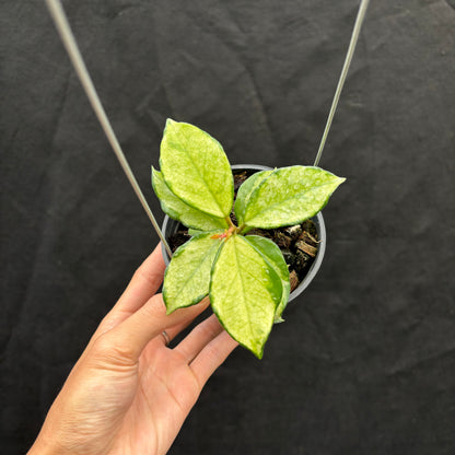 Hoya Carnosa "Freckles Splash" Mutated